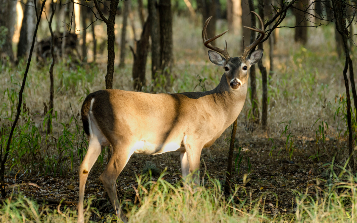 From Field to Family Table: The Real Rewards of Owning Hunting Land in Hugo, Oklahoma